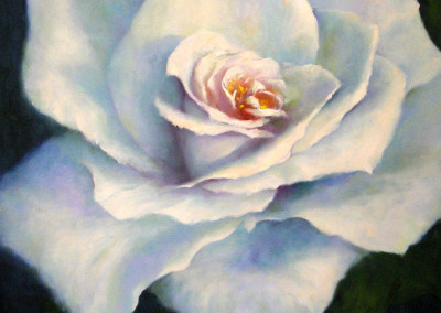 White Rose No 2 - 60 x 60cm